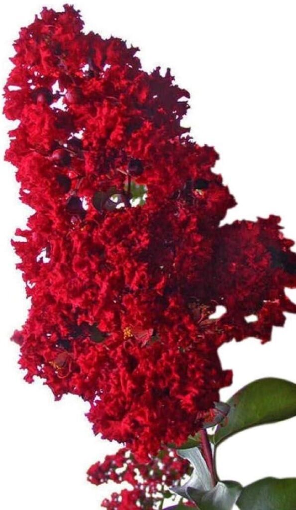 Best Flowering Tree – Victor Crape Myrtle – Dark Red Plant Review