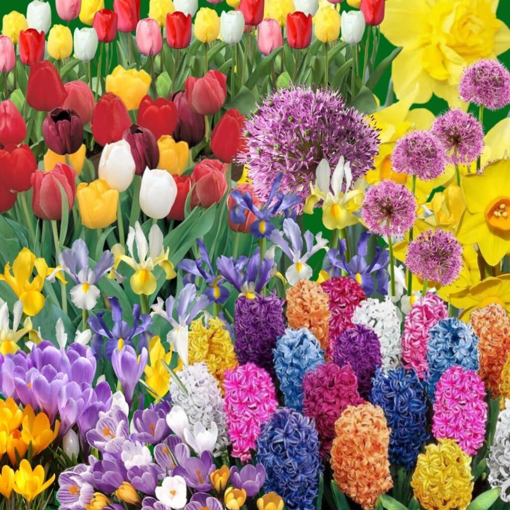 Best Flower Bulbs – 30 Mix Flower Bulbs, Assorted Bulbs for Planting Review