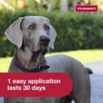Best Flea & Tick Treatment – K9 Advantix II XL Dog Review