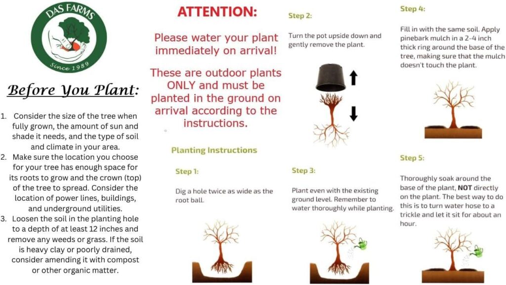 Best Home & Garden – Fuji Apple Tree – Live Plant by DAS Farms Review