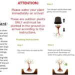 Best Home & Garden – Fuji Apple Tree – Live Plant by DAS Farms Review